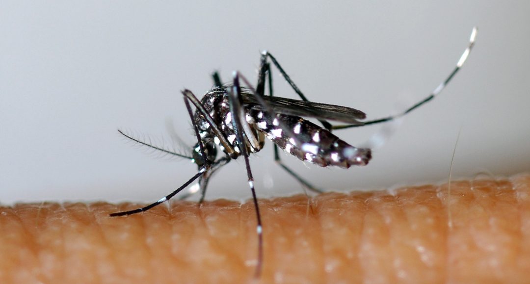 La lutte contre l’introduction du zika en Guyane est l’affaire de tous