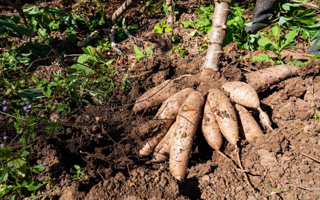 Alimentation en Guyane :  ethnobotanique des peuples premiers d’Amérique